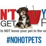 Rescuing Dogs Left in Hot Cars: What You Should Do
