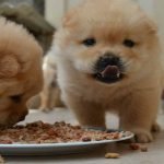 Pet Food Labels – What Do They Mean?