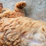 An overweight ginger tabby cat is laying on their back and exposing their belly