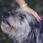 Senior Pets: Not “Just Getting Old”