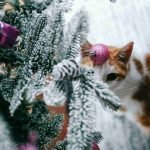A red and white tabby cat sitting upright underneath a decorated Christmas tree and looking upwards