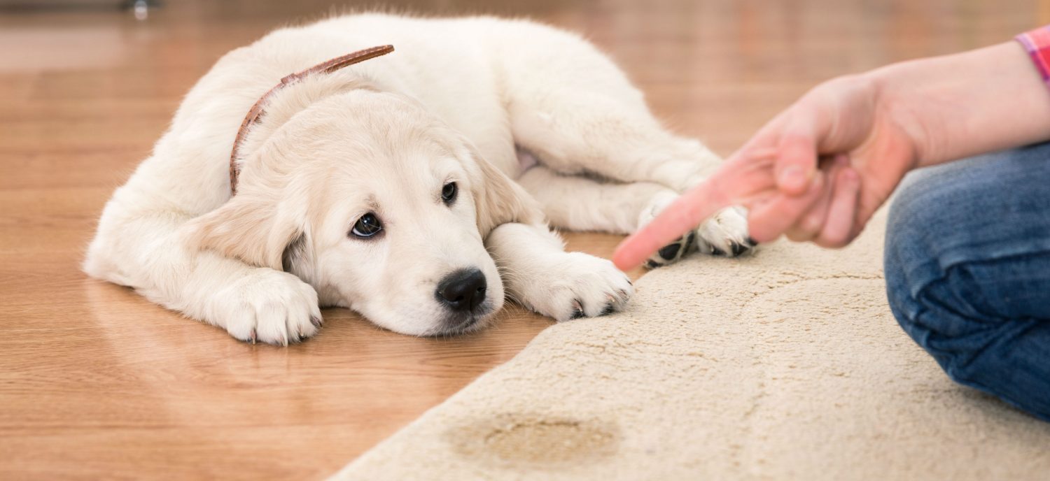 why-is-my-puppy-inappropriately-urinating-in-the-house-and-what-age