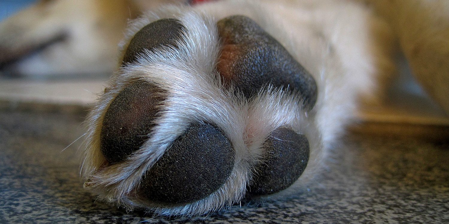 How Long Does It Take For A Dog s Torn Paw Pad To Heal And Is There 