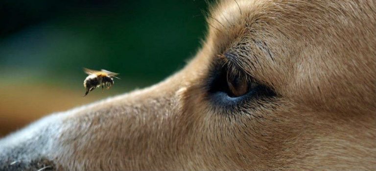 A wasp buzzing directly in front of a dog's eye