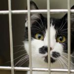 A black and white cat with yellow is behind a cage and looking through