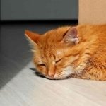 Cats and Sleep: How Much Do They Really Need?