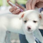 5 Reasons to Vaccinate Your Dog