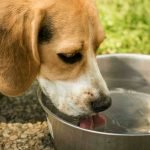 A beagle drinking water outside from a steel water bowl