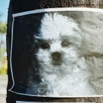 8 Benefits of Microchipping Your Pet