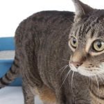 A tabby cat is standing outside of a blue litter box filled with cat litter