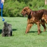 Dog Parks – The Good, The Bad, & The Furry