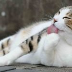 A cat is lying down on the ground outside and licking their paw