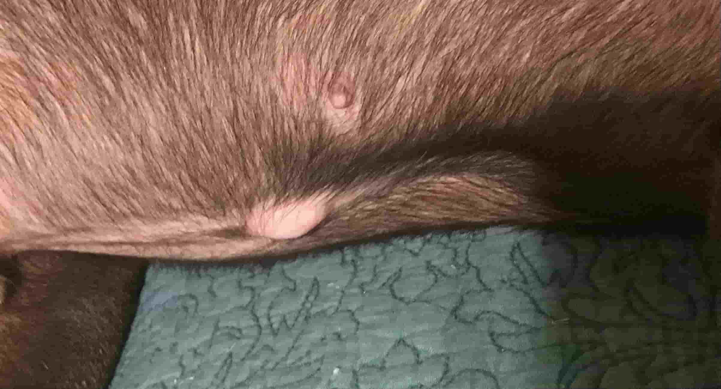 My dog has bumps under her fur. What is the cause and treatment?