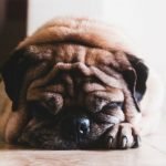 Everything You Need to Know About How Dogs Sleep