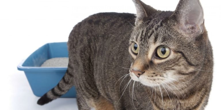 A cat standing outside of a blue litter box