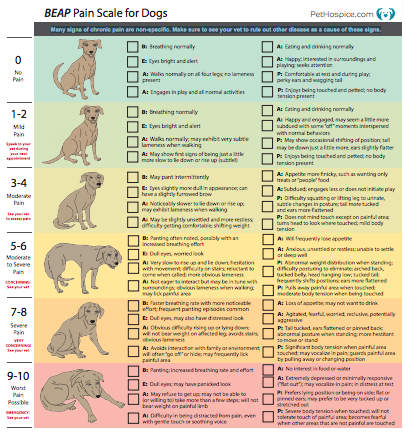 https://www.healthcareforpets.com/wp-content/uploads/2019/01/BEAP-pain-scale-for-dogs.jpg
