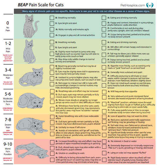 Beap Pain Scale For Cats