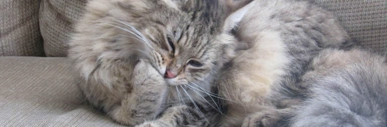 A long-haired cat sitting on the cat chewing its paws
