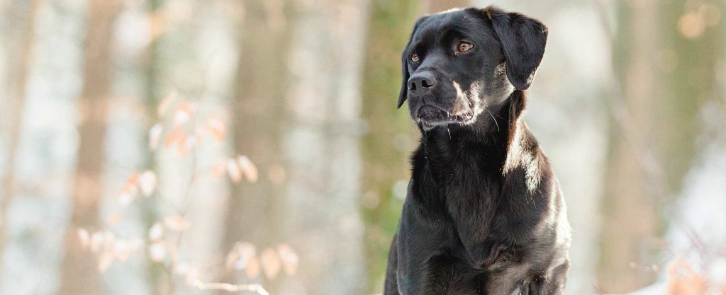 A black Labrador Retriever standing in the outdoors