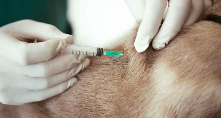 dog vaccination schedule
