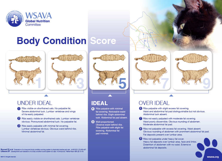 Feline Body Condition Score | Healthcare for Pets