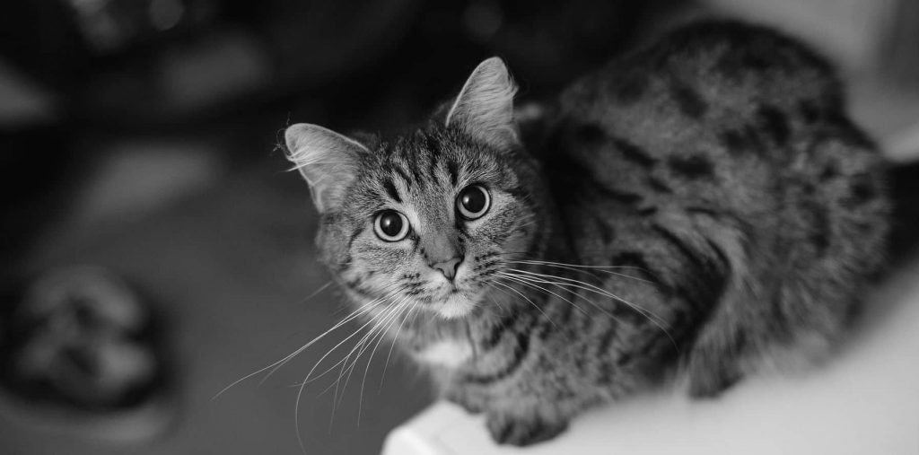 A indoor gray striped cat sitting perched on top of a table