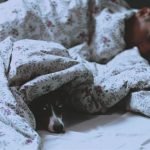 Should I Let My Dog Sleep in My Bed?