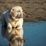 A yellow Labrador retriever is sitting with half of its body submerged underneath water