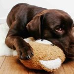 A brown Labrador retriever is laying on a fluffy white mat and is cuddling a stuffed teddy bear