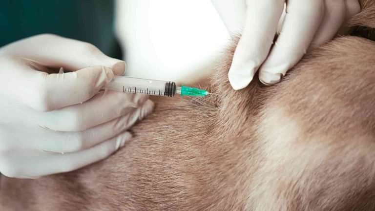 A person wearing latex gloves administering a vaccination into a dog