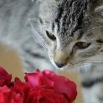 Valentine’s Day Safety Tips for Pets