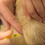 How to Remove a Tick from a Dog