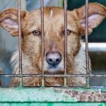 Signs and Types of Animal Abuse and How to Stop It
