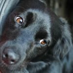 Tips for Helping with Dog Travel Anxiety