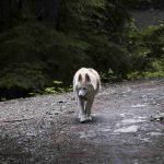 A light red Siberian husky is walking along in a trail in a forest