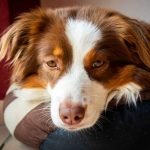 6 Signs You May Have a Sick Dog