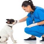 A veterinarian wearing a blue garb and gloves is kneeling in front of a dog that is sitting upright and touching its face with their hand