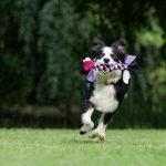 Exercises to Promote Physical and Mental Stimulation for Dogs and Cats