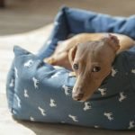 Natural Remedies for Urinary Tract Infections in Dogs