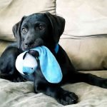 How to Prevent Puppy Chewing Problems