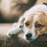 A dog is lying down on a brown couch beside a person