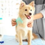 A light brown dog is sitting upright on a table and is being brushed with a turquoise brush