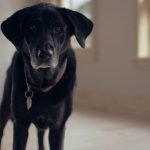 A senior black dog with a collar is standing on a wooden floor in a room with windows