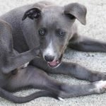 An English whippet with a blue coat is scratching its face with its foot