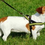 The Yellow Dog Project: Making the World Safer for Pets and Owners