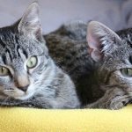 Tips on Bringing a New Cat Home to Another Cat