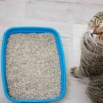9 Effective Cat Constipation Remedies