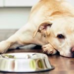 3 Common Reasons Why a Dog Won’t Eat
