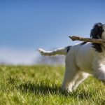Go Fetch! Top 10 Pet Podcasts For Dog & Cat Owners