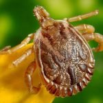 A dorsal view of a male Cayenne tick sitting on top of a yellow plant